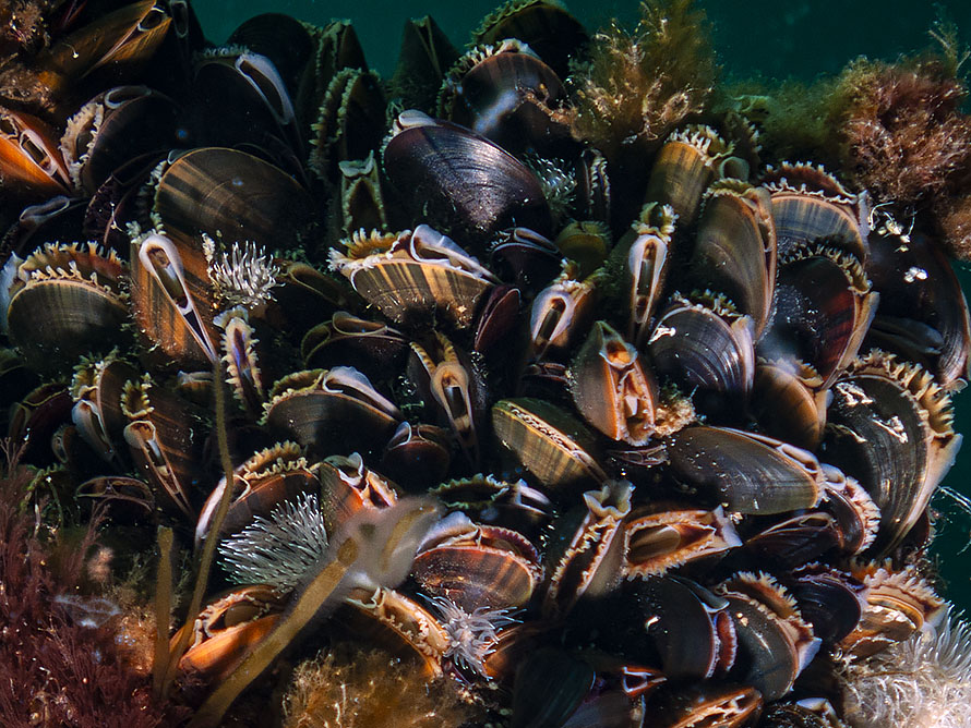 Mytilus edulis